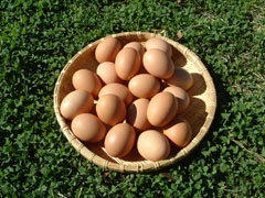 eggs